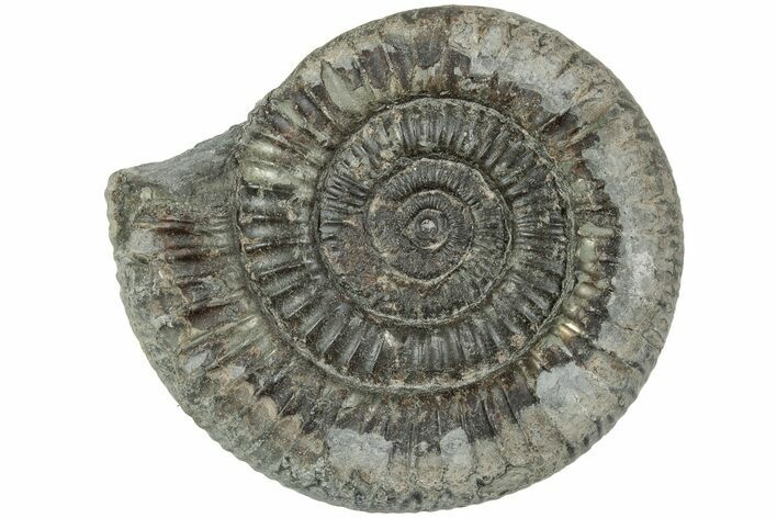 Ammonite (Dactylioceras) Fossil - England #223866